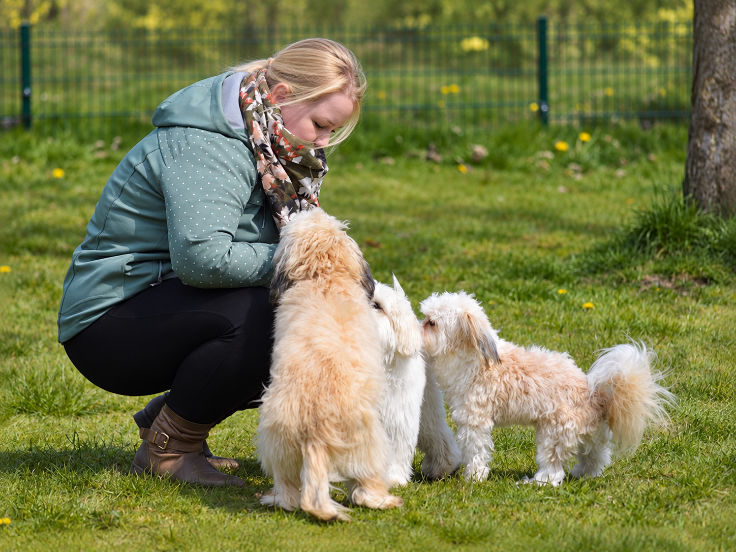 Hundetraining mit mehreren Hunden im Gruppentraining