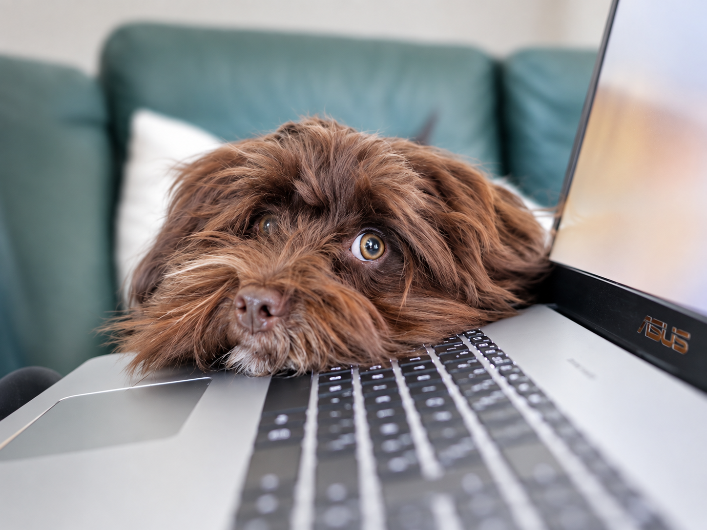 Online Hundetraining von zuhause