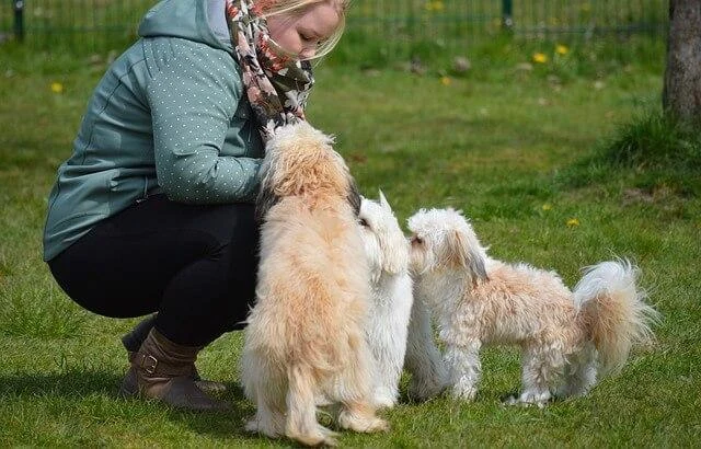 Hundetraining mit mehreren Hunden im Gruppentraining