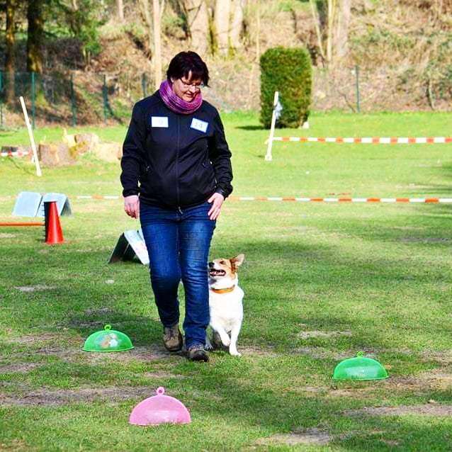 Tierschutzhund im Hundesport