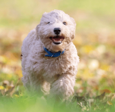 Hundeschule Bad Bevensen im Landkreis Uelzen (2) Welpe in der Hundeschule der Hundeengel Bad Bevensen im Landkreis Uelzen