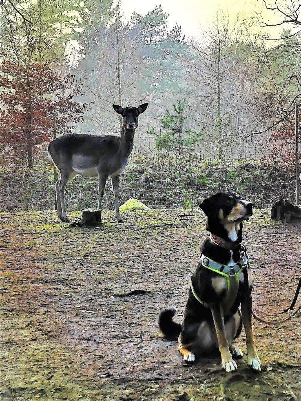 Hund sitzt im Wald, im Hintergrund ist ein Reh