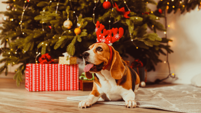 Weihnachten mit Hund-Stressfrei genießen