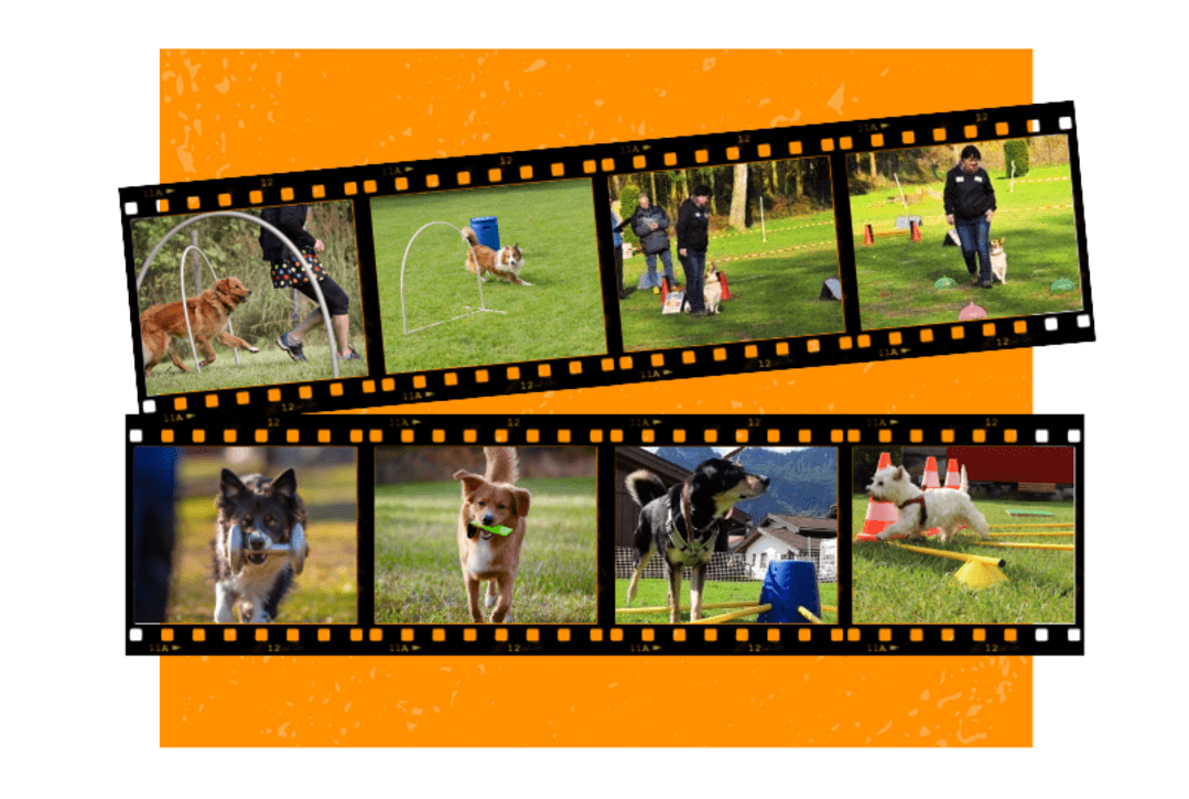 Rally Obedience, Hoopers, Cavaletti,Apportieren