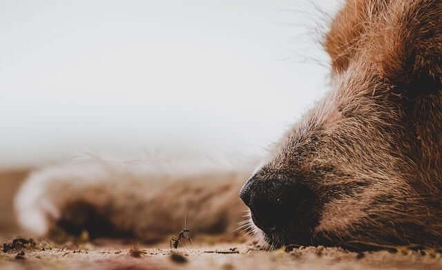 Schnüffelkurs, Spürnasenkurs, Scent Detection in Bad Bevensen, Uelzen für entspannte Hunde