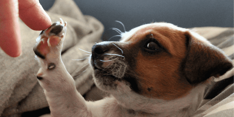 Hundewelpe in einer Decke berührt die Hand eines Menschen