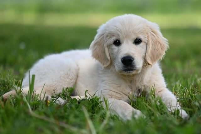 Zwei Hundewelpen spielen auf der Wiese, Hundeerziehung für den Tierschutzhund und Rassehund