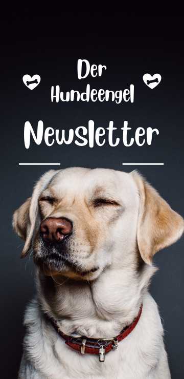 Der Hundeengel Newsletter