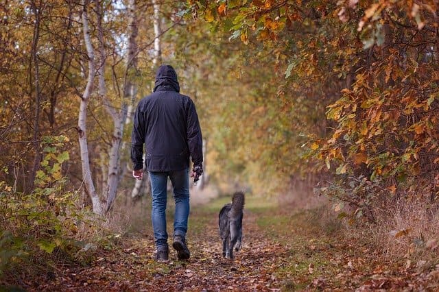 Mann geht ohne Leine mit Hund spazieren im Wald