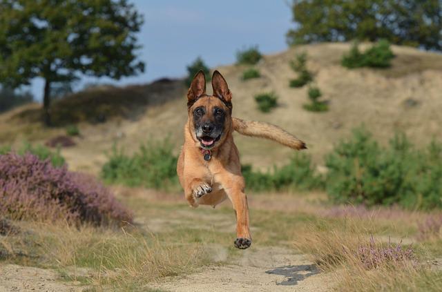 Hund rennt durch karge Landschaft in Bad Bevensen