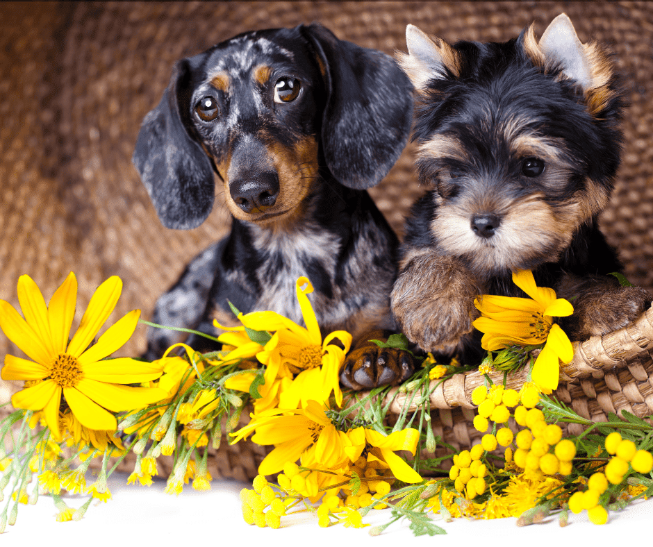 Zwei Hundwelpen in einem Flechtkorb hinter Blumen